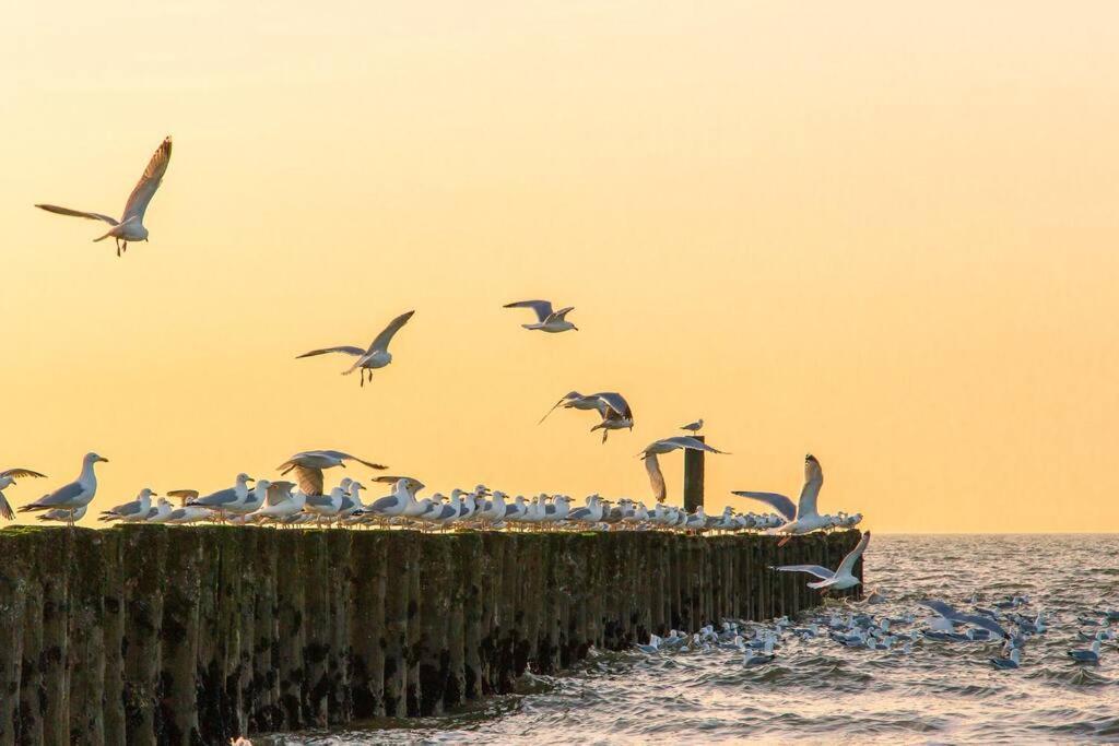 Ferienwohnung Boszicht aan de Kust 2 Oostkapelle Exterior foto